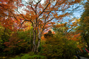 Fototapeta premium Sekizan Zen-in, Kyoto, Japan in late autumn