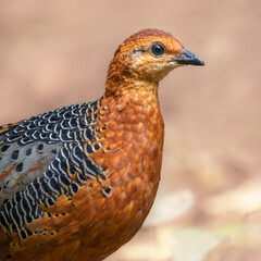 Close up of stunning Ferruginous Partridge