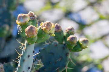 Prickly pear cactus growing young flower buds