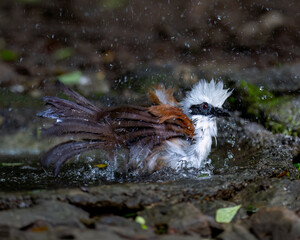 White-crested laughing-thrush taking a bath
