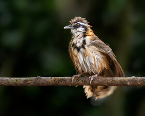 Greater necklaced laughing thrush rests after a bath