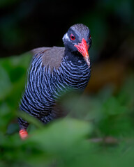 Close up portrait of the endangered Okinawa Rail