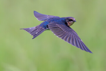Barn swallow in flight looks at the camera, 
