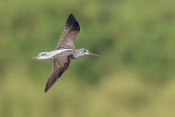 Common greenshanks in flight with a green background