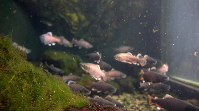 群れで泳ぐアマゴの映像