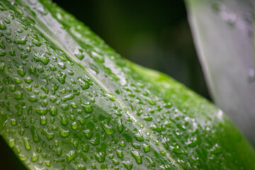 瑞々しい緑の葉の上の水滴