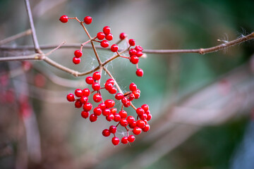 真っ赤なガマズミの実