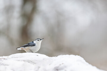 White-breasted Nuthatch perched in snow