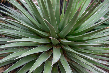 アガベアリゾニカの細く鋭い葉