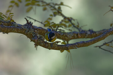 Detailed Close View of Green-backed Tit on Tree Branch