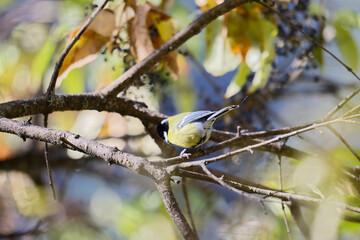 Wild Green-backed Tit on Tree Branch Close-Up