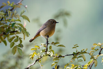 Wild Female Redstart Sitting on Branch