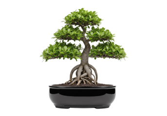 A meticulously crafted bonsai tree showcased in a stylish black pot. The tree exhibits a unique form and structure, embodying tranquility and meticulous care