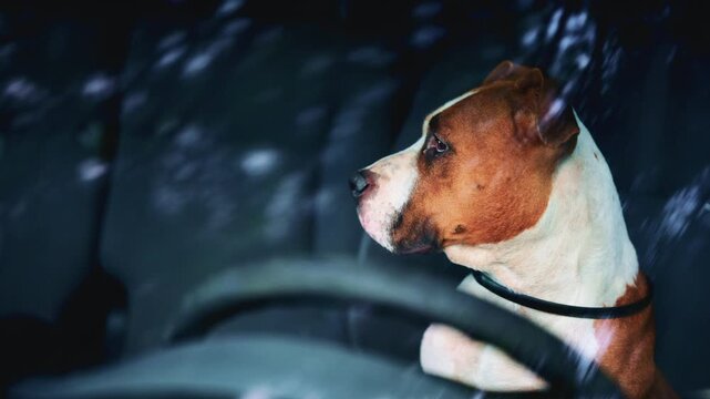 Dog sitting behind the steering wheel inside a parked car, seen through the windshield