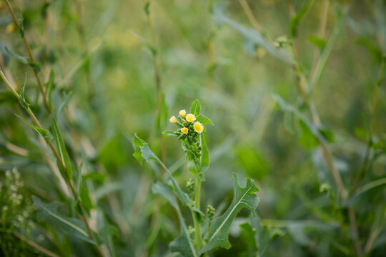 Horseweed (erigeron canadensis, Canadian horseweed, Canadian fleabane, coltstail, marestail, and butterweed) growing in Ontario.