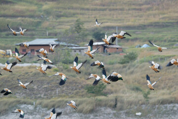 Ruddy Shelducks Soaring Across Highland Scenery
