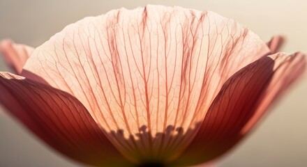 Delicate floral anatomy, intricate petal venation in soft, muted palette