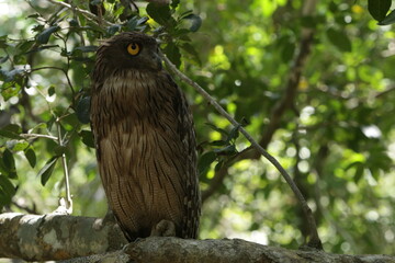 Sri Lankan Birds in Wilpattu National Park, Sri Lanka 
