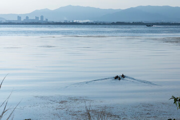 琵琶湖の朝　水鳥がゆっくりと水面を泳いでいく　滋賀県大津市