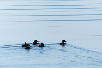琵琶湖の朝　水鳥がゆっくりと水面を泳いでいく　滋賀県大津市