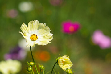 やさしい彩りの黄色いコスモス
