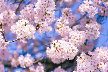 桜花と青空