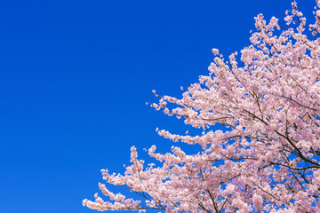 桜花と青空