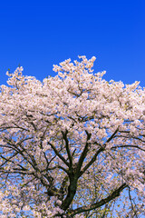 桜花と青空