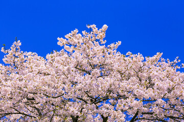 桜花と青空