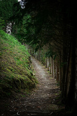 camino entre una monta&ntilde;a y un bosque