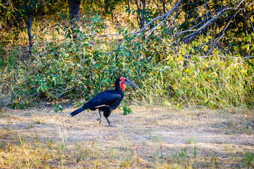 Ground Hornbill