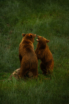 osos jugando en la pradera