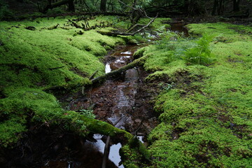 川の始まりは森の絨毯