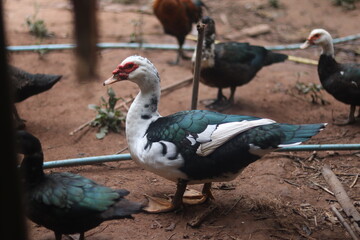 A small flock of mixed-plumage ducks stands together, showing mottled and dark iridescent feathers.