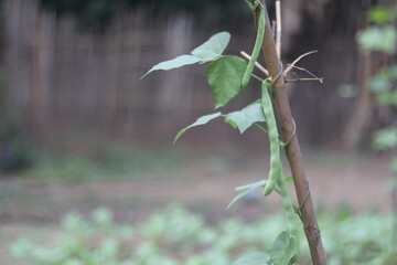 Long, green bean pods climb a bamboo stake, growing vertically in an agricultural setting.