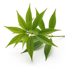 Obraz premium Fresh green leaves sprig on natural beauty close-up studio shot