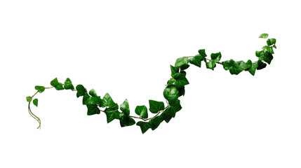 Fototapeta premium Vibrant Green Ivy Vine with Lush Leaves for Natural Decor and Indoor Plant Aesthetics