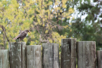 Bird Feeding