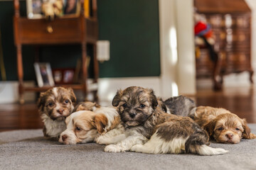 Group of small brown and white puppies resting together on a cozy indoor carpet in warm natural light.