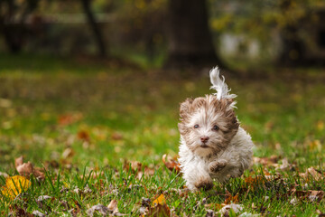 Cute Havanese puppy running on green grass with autumn leaves in a sunny park