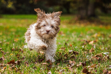 Adorable Havanese puppy running toward the camera on grass with autumn leaves in a sunny park