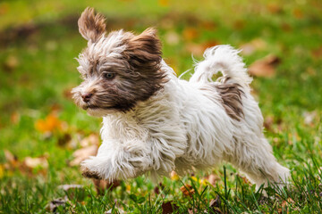 Fluffy Havanese puppy running playfully on green grass with autumn leaves in a park