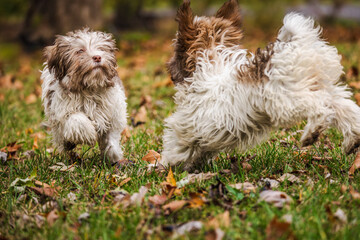 Two fluffy Havanese puppies playing together on grass with fallen autumn leaves in the park