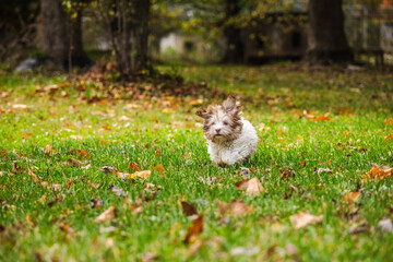 Fluffy Havanese puppy running alone on green grass with fallen autumn leaves in a peaceful park
