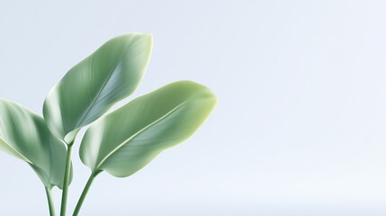 Lush green leaves of a tropical plant with smooth textures and vibrant colors against a soft gradient background, creating a serene and calming atmosphere for nature lovers