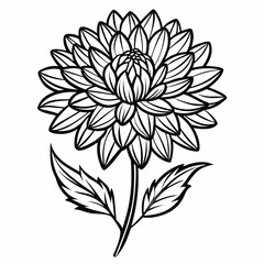 aster flower line art on white background