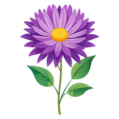 aster flower on white background