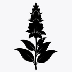 black adder giant hyssop flower 