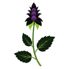 black adder giant hyssop flower silhouette on white background