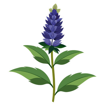 black adder giant hyssop flower on white background